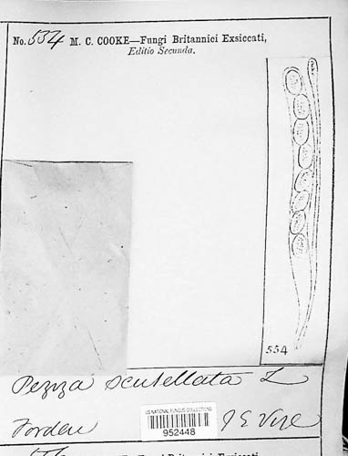 Scutellinia scutellata image